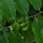 Coin Vine Dalbergia ecastaphyllum 10 Seeds