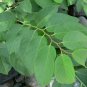 Coin Vine Dalbergia ecastaphyllum 10 Seeds