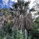 Mexican Palmetto 10 Seeds Sabal mexicana Mexican Palmetto 10 Seeds Sabal mexicana