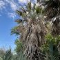 Mexican Palmetto 10 Seeds Sabal mexicana