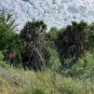 Mexican Palmetto 10 Seeds Sabal mexicana