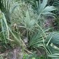 Mexican Palmetto 10 Seeds Sabal mexicana