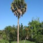 Mexican Palmetto 10 Seeds Sabal mexicana