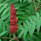 Smooth Sumac Rhus glabra 100 Seeds Smooth Sumac Rhus glabra 100 Seeds