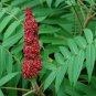 Smooth Sumac Rhus glabra 100 Seeds