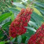 Smooth Sumac Rhus glabra 100 Seeds