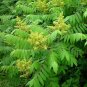 Smooth Sumac Rhus glabra 100 Seeds
