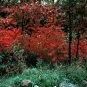 Smooth Sumac Rhus glabra 100 Seeds
