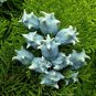 Oriental Arborvitae Platycladus orientalis 100 Seeds