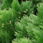Oriental Arborvitae Platycladus orientalis 100 Seeds