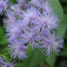 Blue Mistflower  2000 Seeds  Eupatorium coelestinum