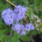 Blue Mistflower 2000 Seeds Eupatorium coelestinum