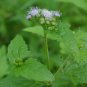 Blue Mistflower 2000 Seeds Eupatorium coelestinum