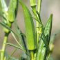 Okra Abelmoschus esculentus 100 Seeds
