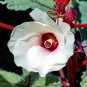 Okra Abelmoschus esculentus 100 Seeds