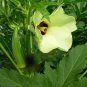 Okra Abelmoschus esculentus 100 Seeds
