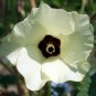 Okra Abelmoschus esculentus 100 Seeds
