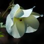 Okra Abelmoschus esculentus 100 Seeds