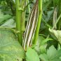 Okra Abelmoschus esculentus 100 Seeds
