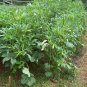 Okra Abelmoschus esculentus 100 Seeds