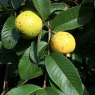 Guava Psidium guajava 200 Seeds Guava Psidium guajava 200 Seeds