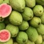 Guava Psidium guajava 200 Seeds
