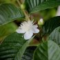 Guava Psidium guajava 200 Seeds