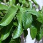 Guava Psidium guajava 200 Seeds