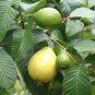 Guava Psidium guajava 200 Seeds