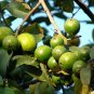 Guava Psidium guajava 200 Seeds