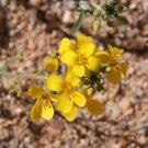 Gordon’s Bladderpod  20 Seeds  Lesquerella gordonii
