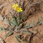 Gordonâs Bladderpod 20 Seeds Lesquerella gordonii