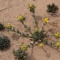 Gordonâs Bladderpod 20 Seeds Lesquerella gordonii