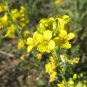 Gordonâs Bladderpod 20 Seeds Lesquerella gordonii