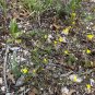 Gordonâs Bladderpod 20 Seeds Lesquerella gordonii