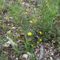 Gordonâs Bladderpod 20 Seeds Lesquerella gordonii