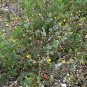 Gordonâs Bladderpod 20 Seeds Lesquerella gordonii
