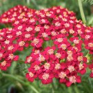 Red Yarrow  1000 Seeds  Achillea millefolium