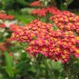 Red Yarrow 1000 Seeds Achillea millefolium
