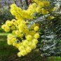 Silver Wattle Acacia dealbata 200 Seeds