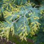 Silver Wattle Acacia dealbata 200 Seeds