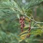 Silver Wattle Acacia dealbata 200 Seeds