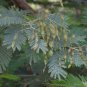 Silver Wattle Acacia dealbata 200 Seeds