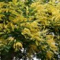 Silver Wattle Acacia dealbata 200 Seeds