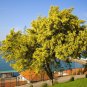 Silver Wattle Acacia dealbata 200 Seeds