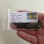 Silver Wattle Acacia dealbata 200 Seeds