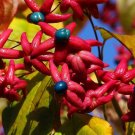 Harlequin Glorybower Clerodendrum trichotomum 20 Seeds