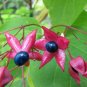 Harlequin Glorybower Clerodendrum trichotomum 20 Seeds