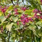 Harlequin Glorybower Clerodendrum trichotomum 20 Seeds