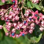 Harlequin Glorybower Clerodendrum trichotomum 20 Seeds